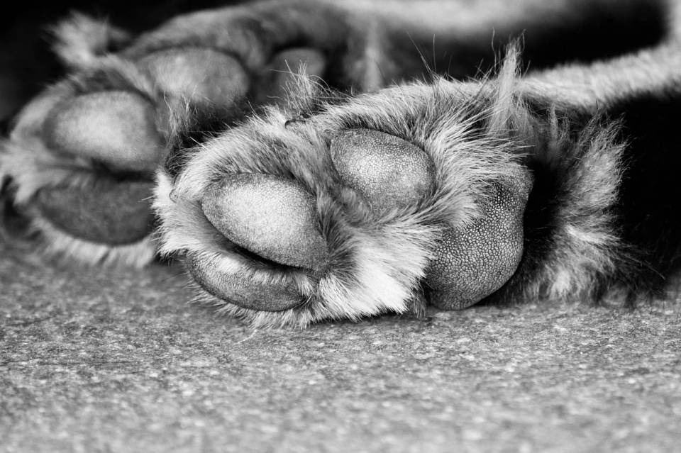 Dramat w Pabianicach: Sześciomiesięczny pies znaleziony w przenośnej toalecie. Zwierzak nie przeżył