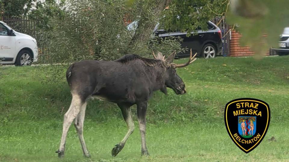 Łoś na tropie Bełchatowa. Zwiedził siłownie, kilka ulic i... zyskał ochronę Straży Miejskiej