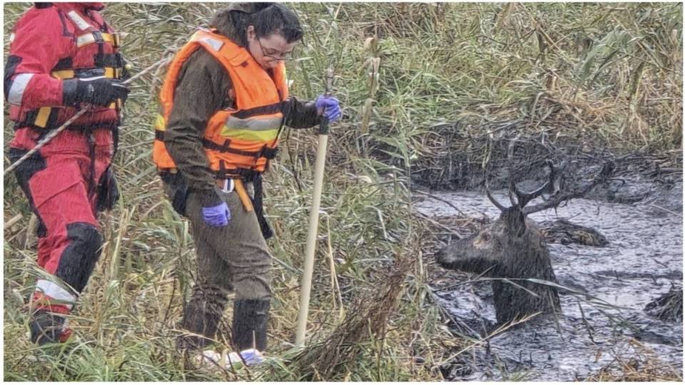 Osiem godzin walki o życie jelenia - poruszająca akcja ratunkowa strażaków, myśliwych i weterynarza [Foto]