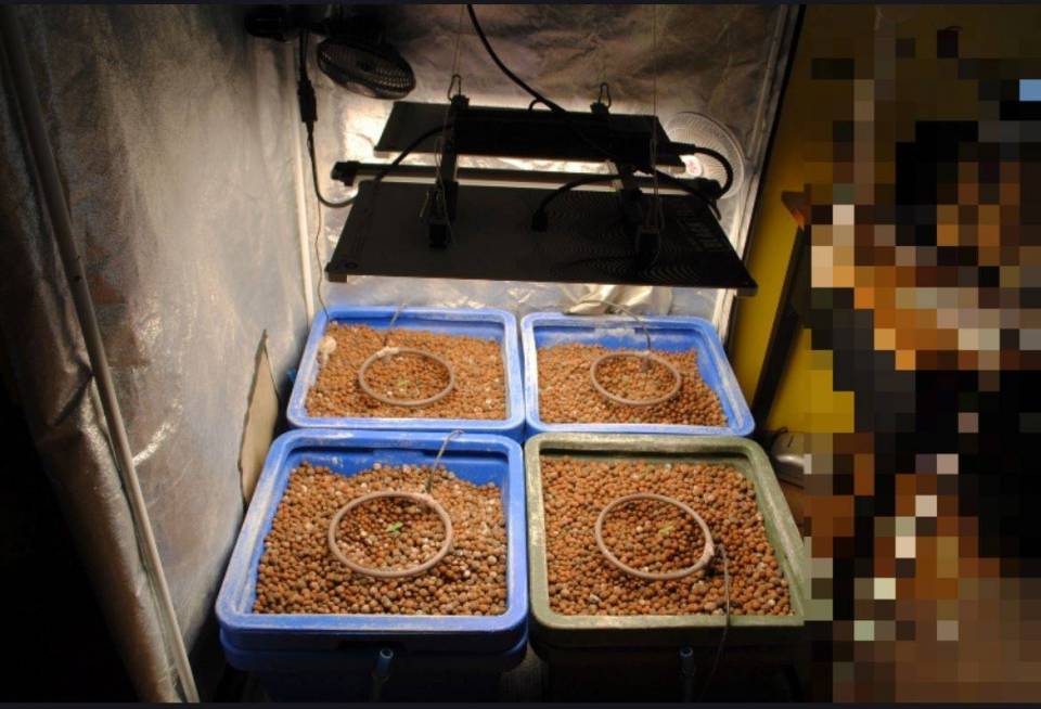 Ponad pół kilograma marihuany i profesjonalna uprawa konopi odkryta w Pęczniewie