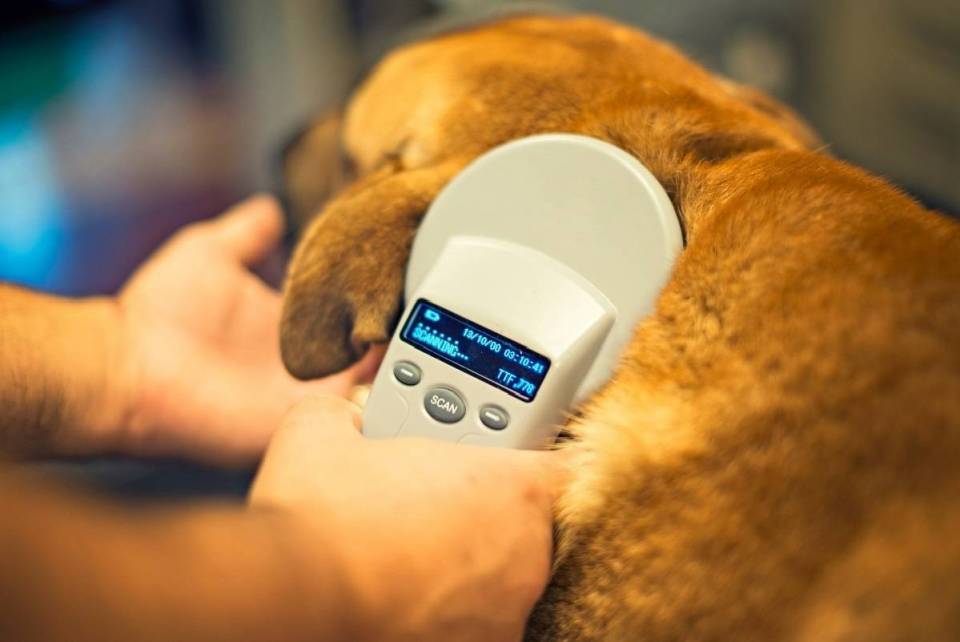 czipowaniepsa-1721213211-1752493630